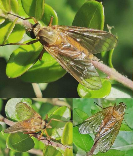 Rhagio tringarius